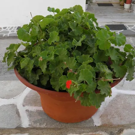 Maria In Paros * נאוסה