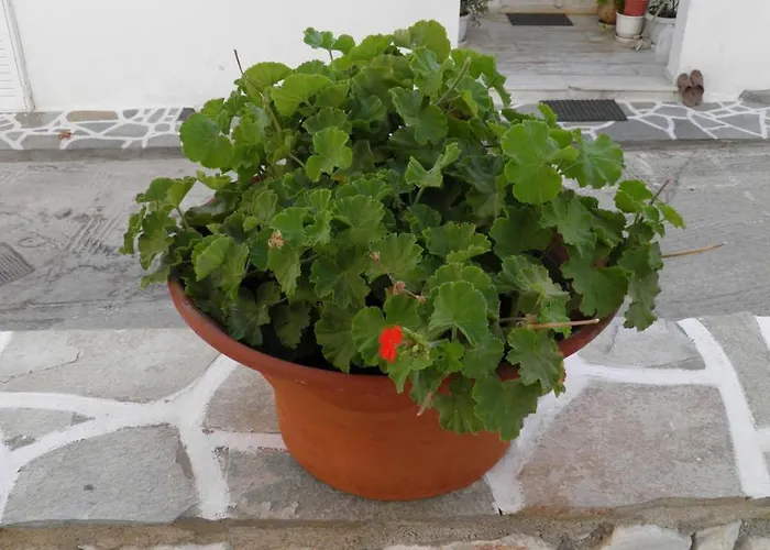 Maria In Paros * נאוסה